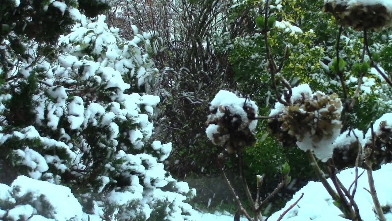 Snow covered fronds of a fir tree and also a hydrangea during a heavy snowfall in the month of March in England