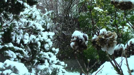 Frondas-Cubiertas-De-Nieve-De-Un-Abeto-Y-También-Una-Hortensia-Durante-Una-Fuerte-Nevada-En-El-Mes-De-Marzo-En-Inglaterra