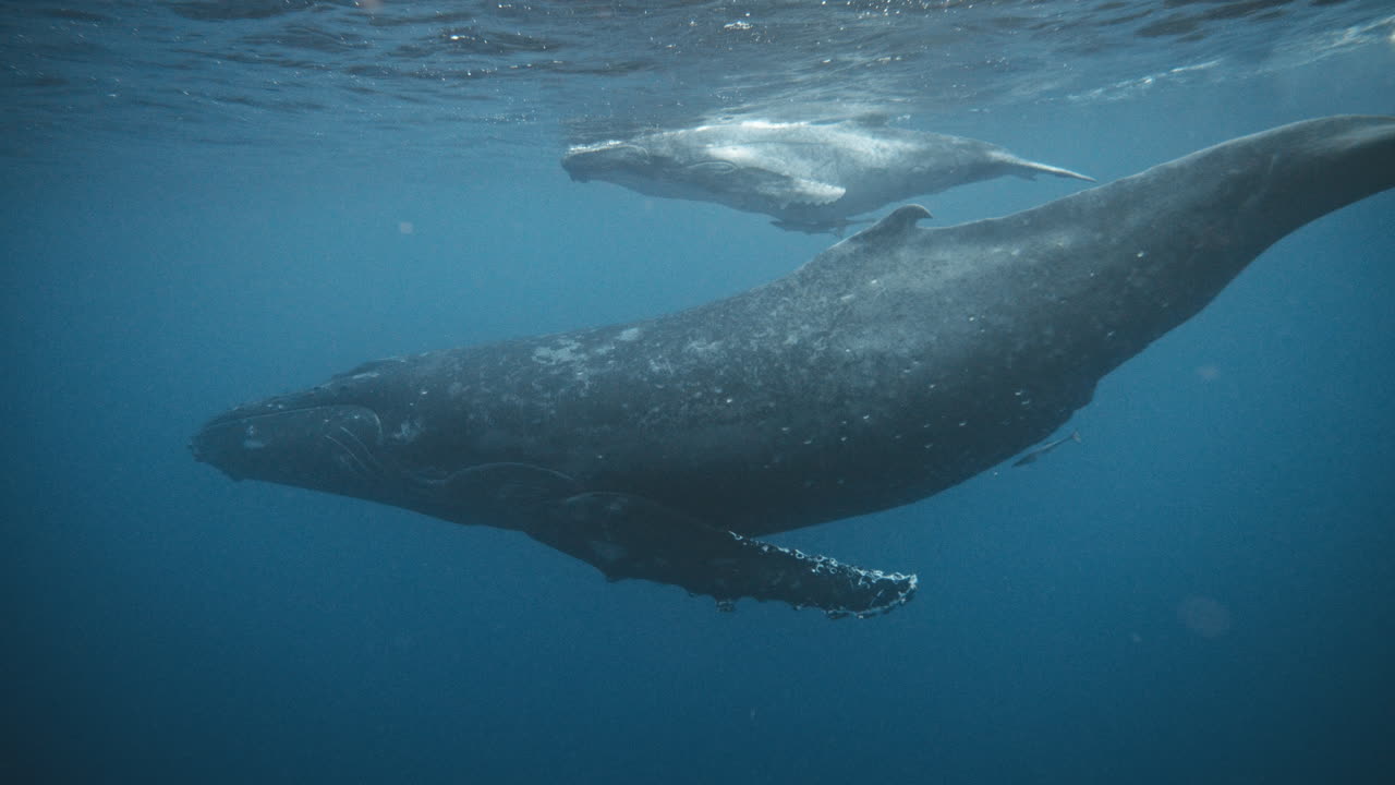 Premium stock video - Humpback whales migration journey