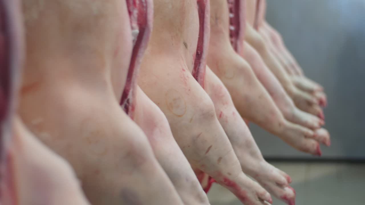 cadáveres de cerdo destripados balanceándose mientras cuelgan de ganchos en el matadero