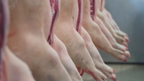 disemboweled pork carcasses swinging while hanging from hooks in slaughterhouse