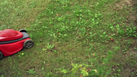 taking care of garden. cutting grass with lawn mover