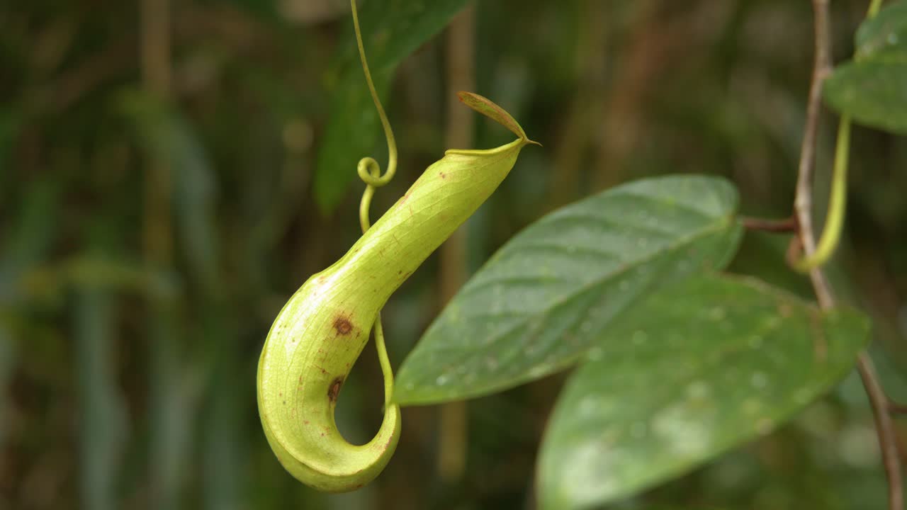A close-up shot of a green Nepenthes pitcher plant hanging from a vine in Palau