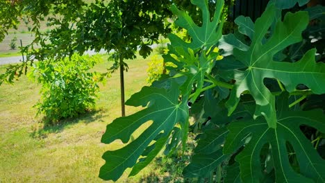 Weide-An-Sonnigen-Und-Windigen-Tagen