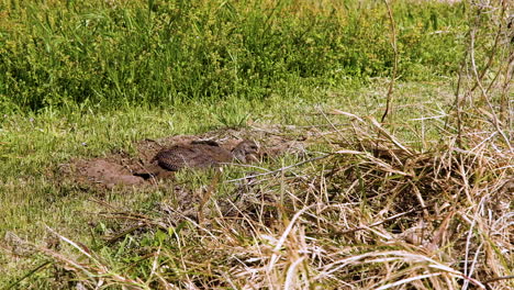 Cape-francolin-lying-down-in-sandy-depression-taking-a-dust-bath