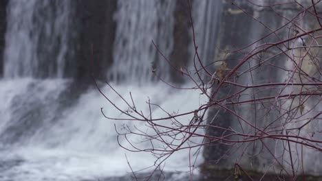 Leaf-on-twig-tree-branch-with-flowing-river-waterfall-in-background-Alton-Mill-Caledon-Canada-landscape-conservation-catchment-North-America-4K