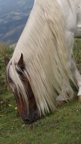 caballo pastando en un pasto de montaña