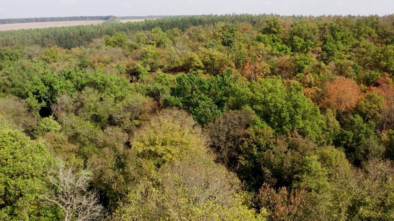 Colorful background of autumn nature. Top of trees in the forest. Beautiful woodland. Aerial view. Motion camera forward.