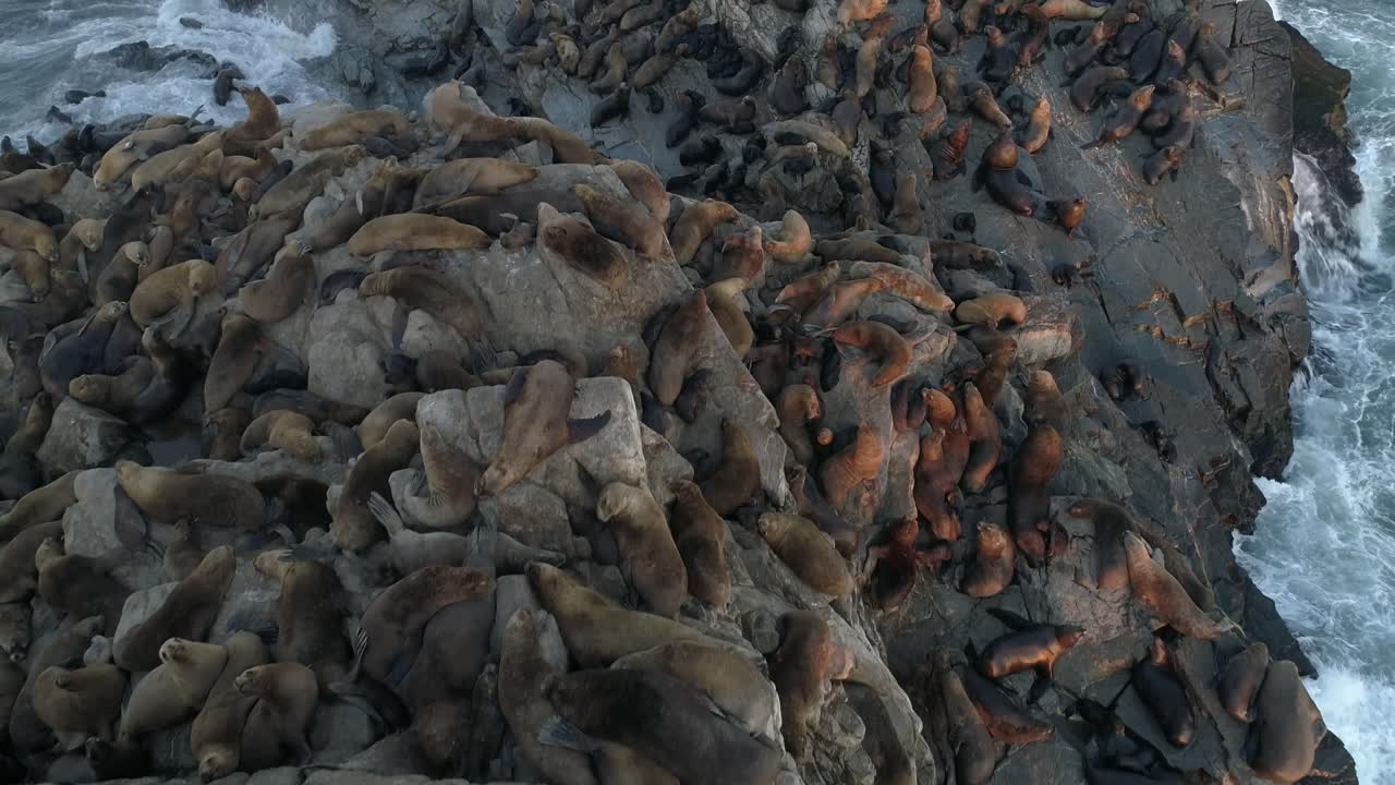 una manada de leones marinos y focas sobre una roca en la playa, sobrevuelo aéreo