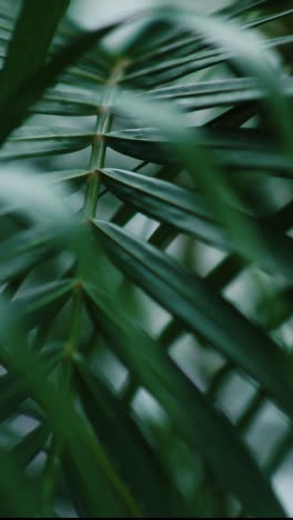 close-up of palm frond