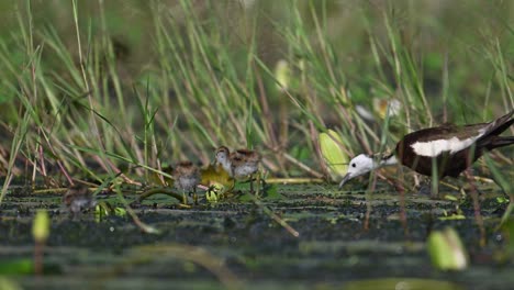 pheasant tailed jacana with beautiful chicks feeding in water lily pond in morning