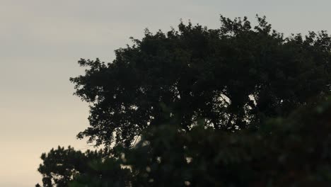 Fixed-timelapse-of-sunrise-with-clouds-moving-and-changing-color