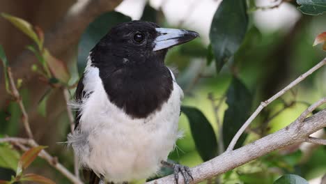 a bird sits on a tree branch