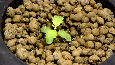 cannabis plant growing in pot with clay pellets - hydroponic cannabis cultivation system