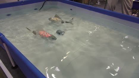 Two robot fish in a small water tank