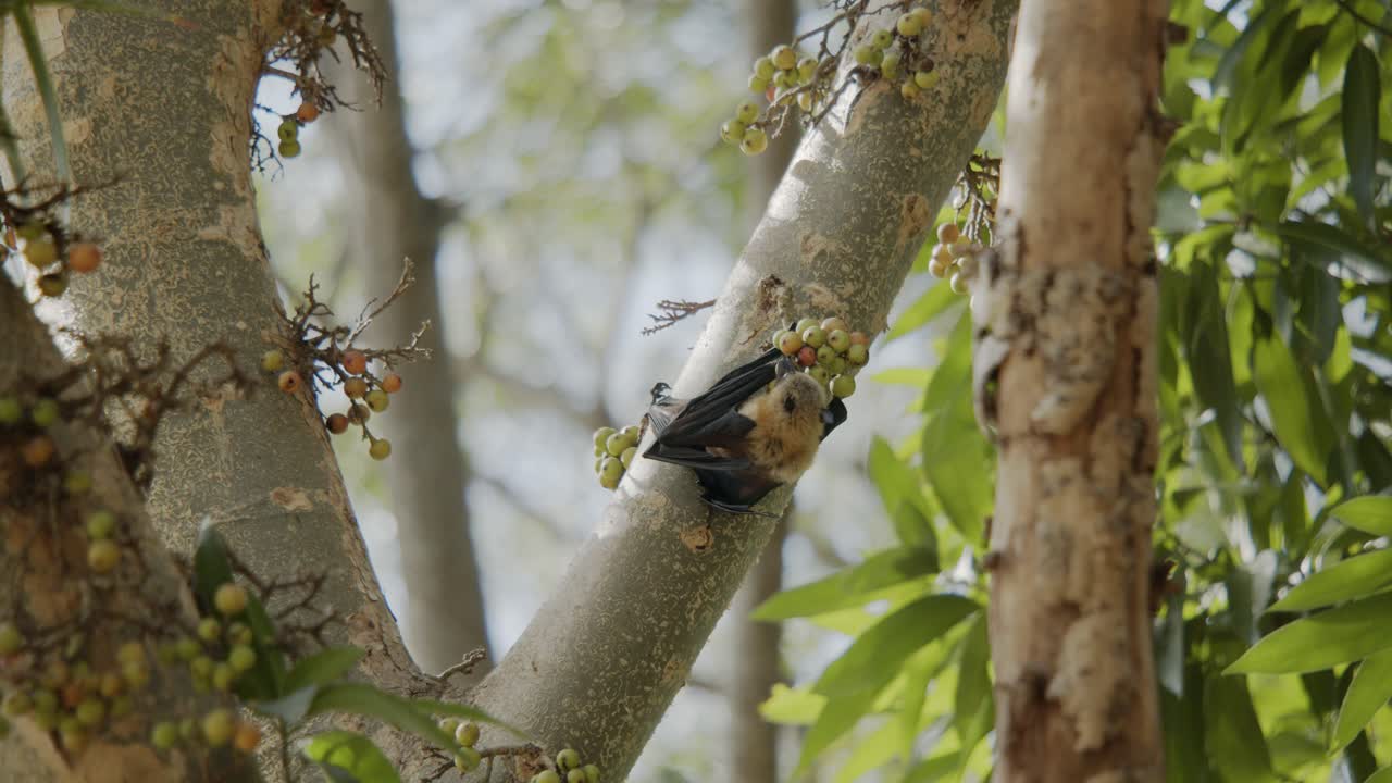 un murciélago comiendo higos en lo alto de un árbol gular, buscando el mejor con garras