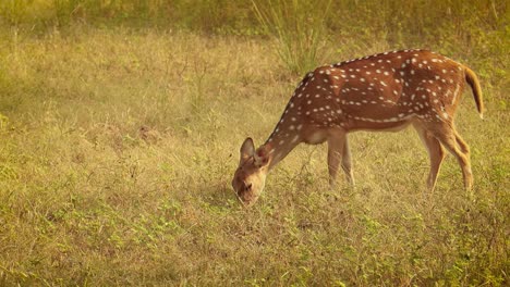 Chital-or-cheetal,-also-known-as-spotted-deer,-chital-deer,-and-axis-deer,-is-a-species-of-deer-that-is-native-in-the-Indian-subcontinent.-Ranthambore-National-Park-Sawai-Madhopur-Rajasthan-India