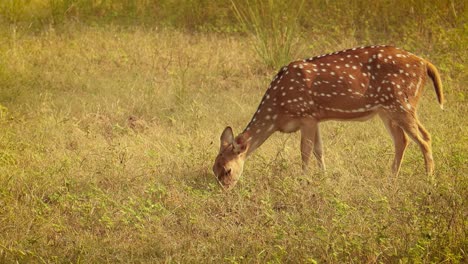 chital o cheetal, también conocido como venado manchado, venado chital y venado de eje, es una especie de venado que es nativa del subcontinente indio. parque nacional de ranthambore sawai madhopur rajasthan india