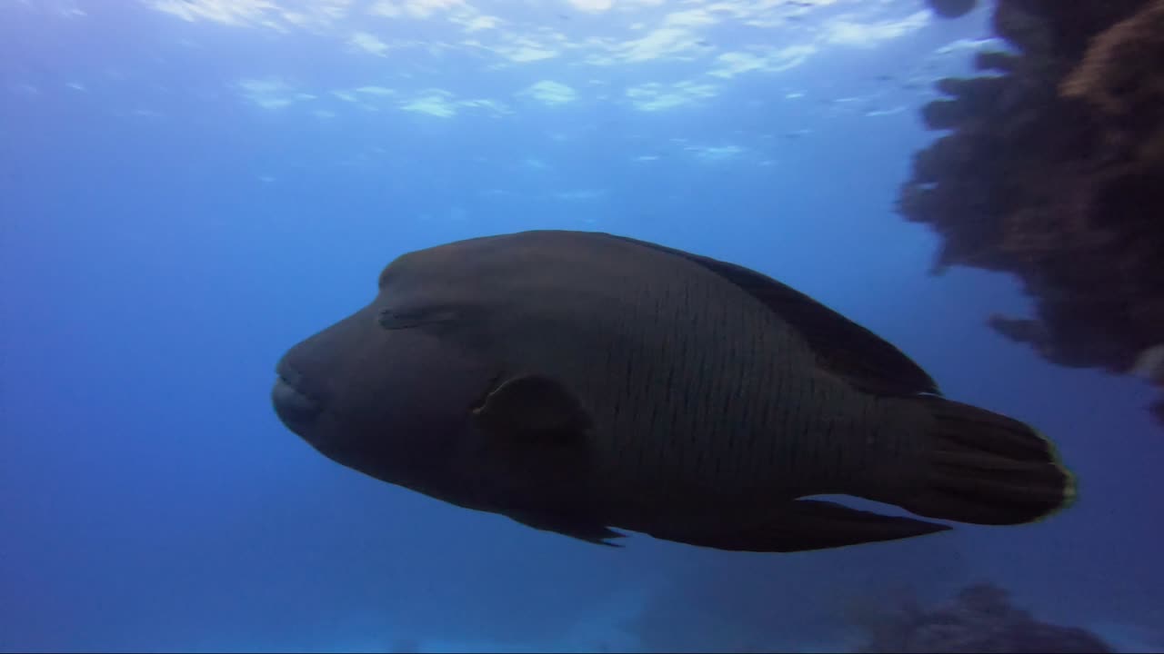 나폴레옹 놀래기는 카메라를 지나 암초를 헤엄친 다음 푸른 바다로 나갑니다.
