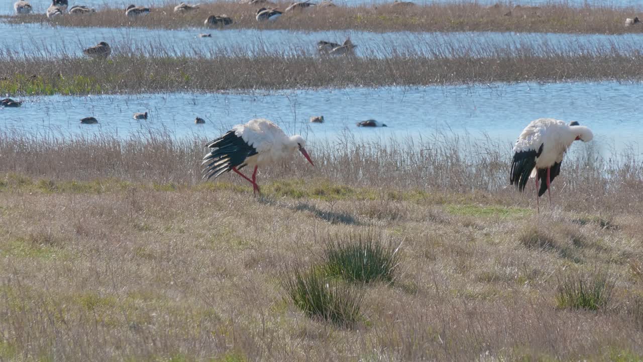 grupo de cigüeñas blancas tomando el sol después de nadar frente a un lago, en un parque natural