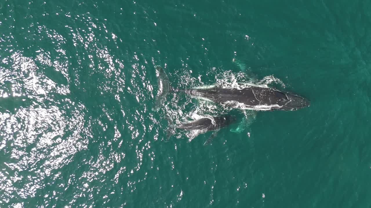 Humpback Whale Family in the Ocean