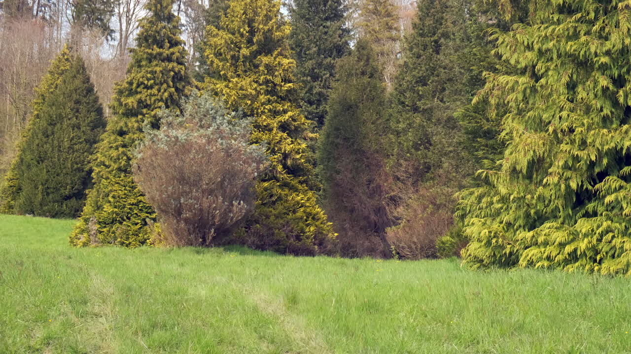 вид на дендропарк в обонне, швейцария