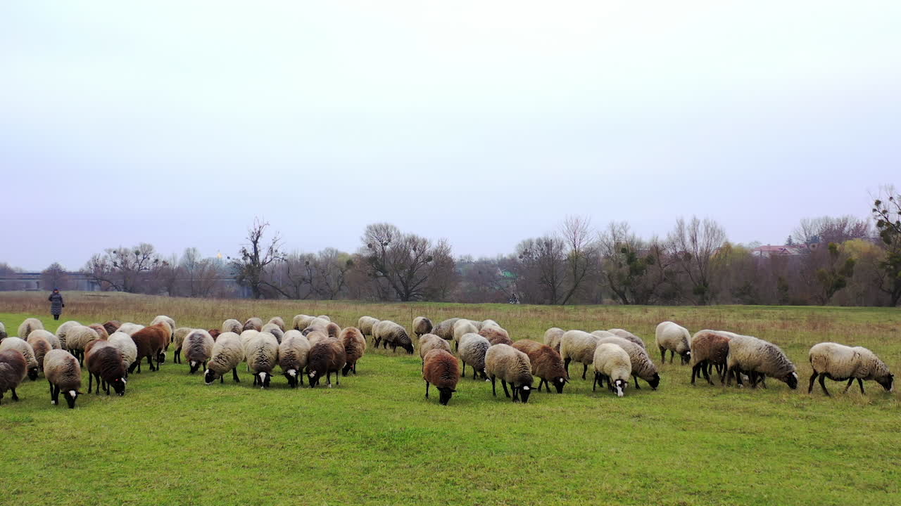 Sheep on pasture. Herd of fluffy domestic animals eating grass on field in the countryside. Farm animals on a meadow in autumn.
