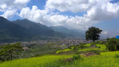 a beautiful view of the bright yellow mustard fields with a city and the himalaya foothills in the background