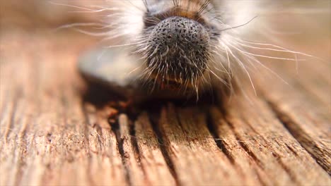 extreme macro close up and extreme slow motion of a western tent caterpillar’s head walking towards camera and walking over a nail on a board