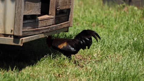 rooster walks and pecks near a wooden crate