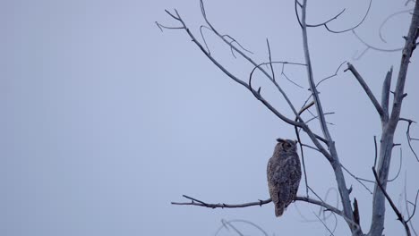 Great-Horned-Owl-perching-on-tree-and-observing-its-surrounding