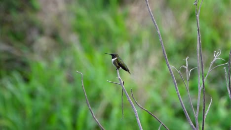 Colibrí-De-Garganta-Roja-Posado-Y-Descansando