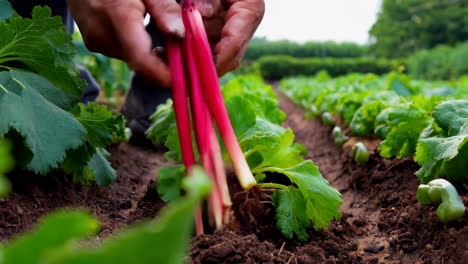 harvesting red rhubarb in a garden