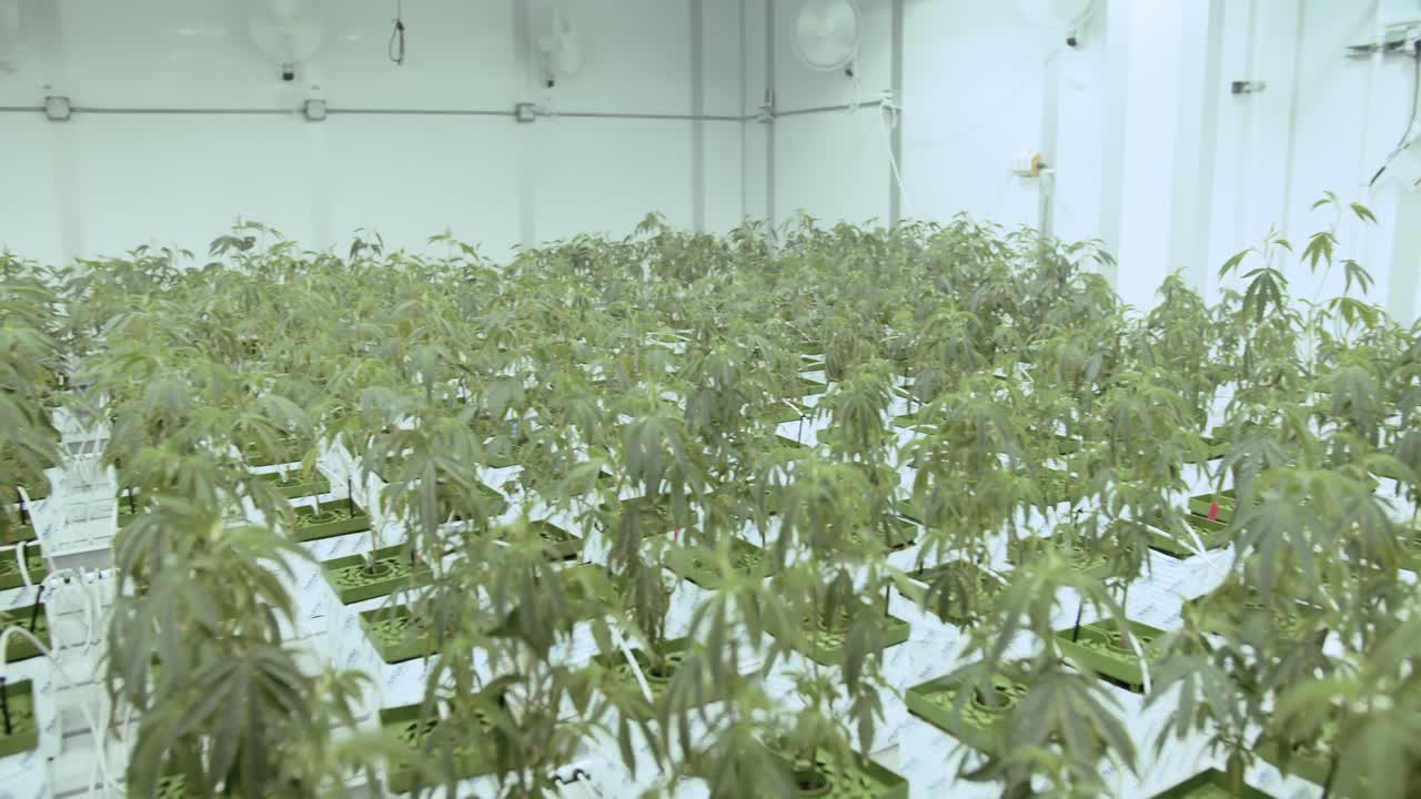 cultivar plantas de cannabis y marihuana en casa