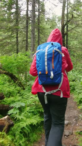 hiker in a forest trail