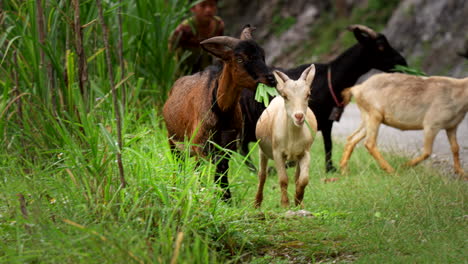 kids are chaotic, bleats in the air, farmhand knows well, it’s the life they share