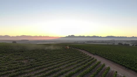 Harvesting-grapes-for-wine-production-on-a-wine-farm