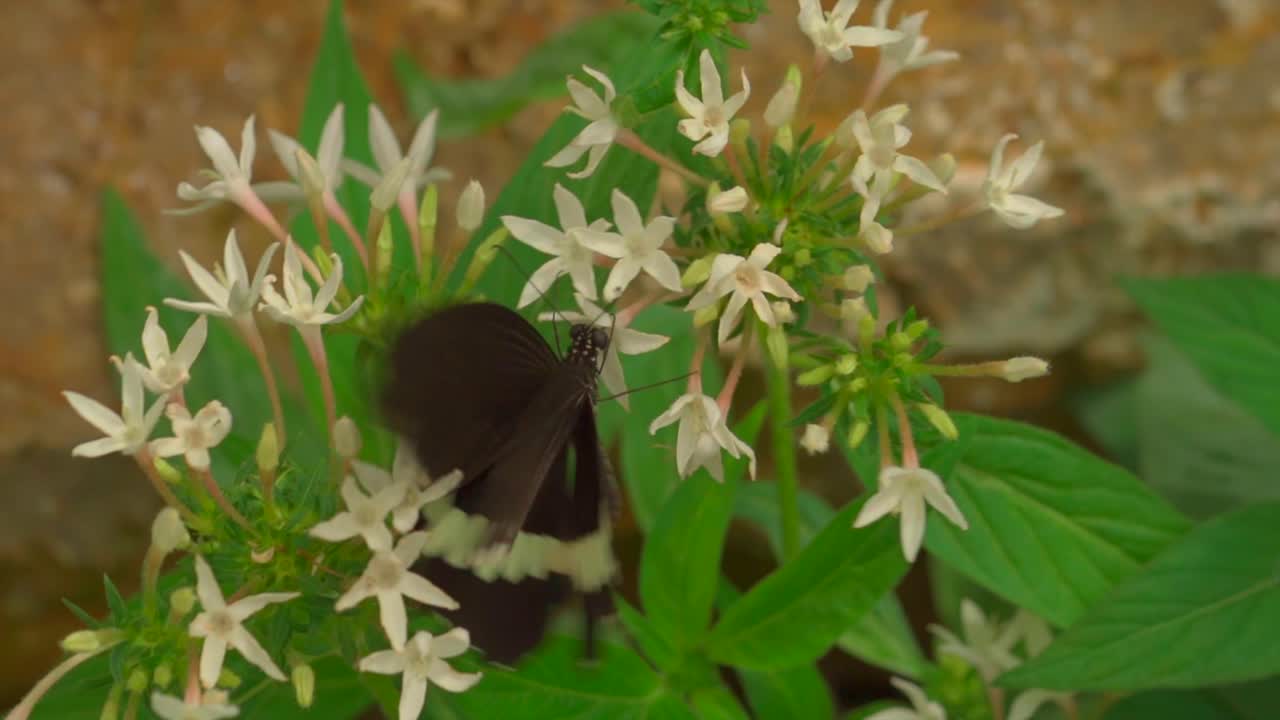 mariposa negra con franja verde moviéndose a cámara lenta, durante el proceso de polinización en flor