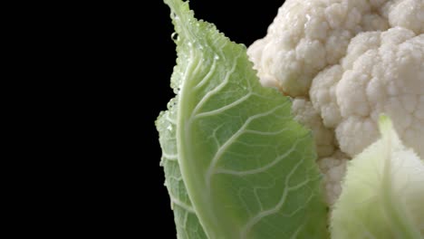 closeup video of rotating wet cauliflower on black background