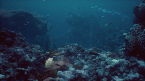 underwater coral reef scene