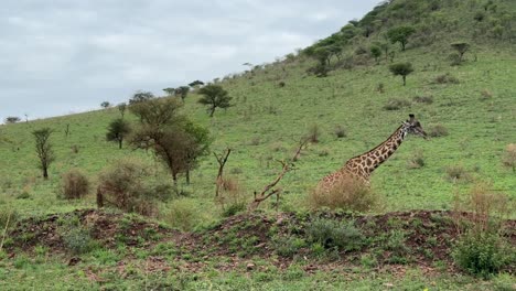 la jirafa masai (giraffa tippelskirchi) caminando al pie de la montaña en el parque nacional de serengeti, tanzania.