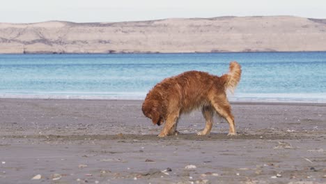 golden retriever digging on the sand, wide shot slowmotion