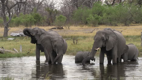 a parade of african bush elephants enjoying the water