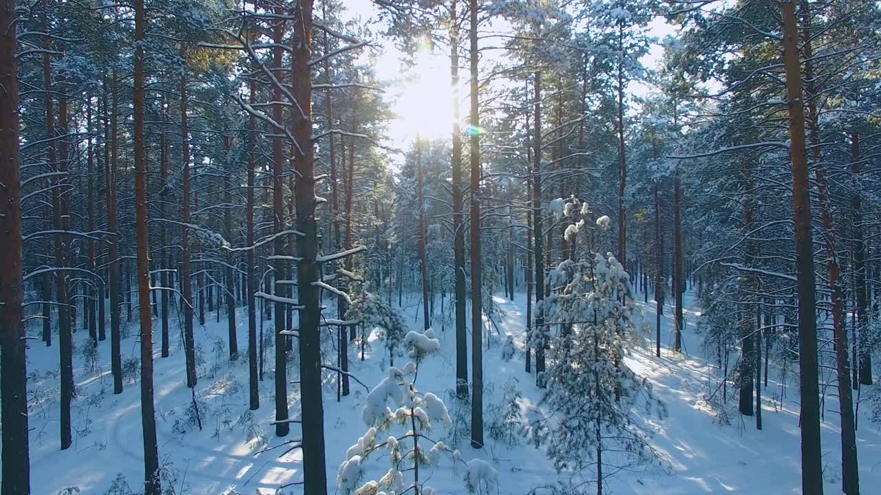 Sneklædt Fyrreskov om Vinteren
