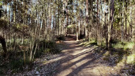 Slow-motion-walk-inside-autumnal-forest-at-daylight,-pathway-Natural-Environment