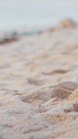 eco volunteer picks up bottle from sandy beach cleaning nature from pollution