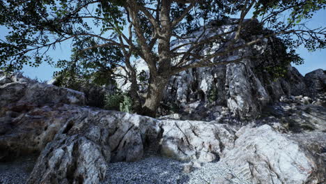 big tree growing on rocks at the top of the mountain