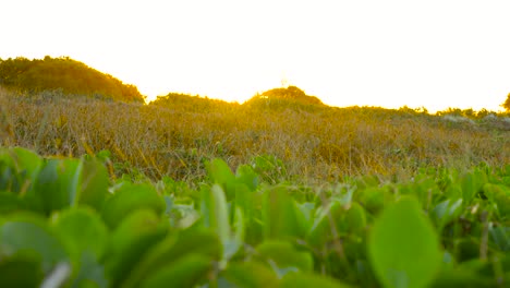 Kalkalla,-Plantas-Verdes-Pigface-En-La-Hora-Del-Atardecer