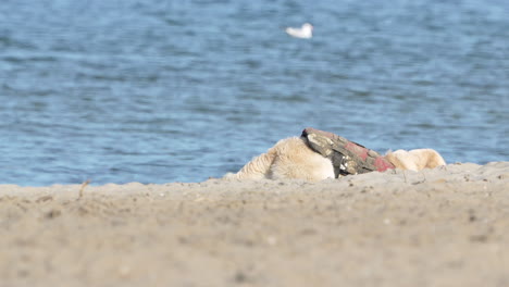 Golden-Retriever-En-Un-Arnés-Jugando-En-Una-Playa-De-Arena,-Con-Suaves-Olas-Y-Una-Gaviota-Al-Fondo,-Luz-Del-Día