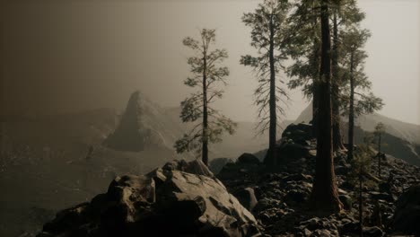 trees in fog in mountains